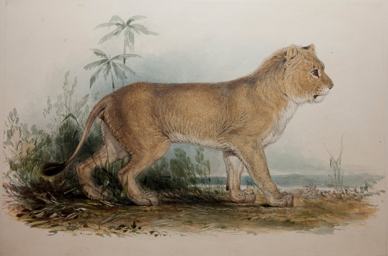 Lev bez Maneless Guzerat, 1835 od Edward Lear