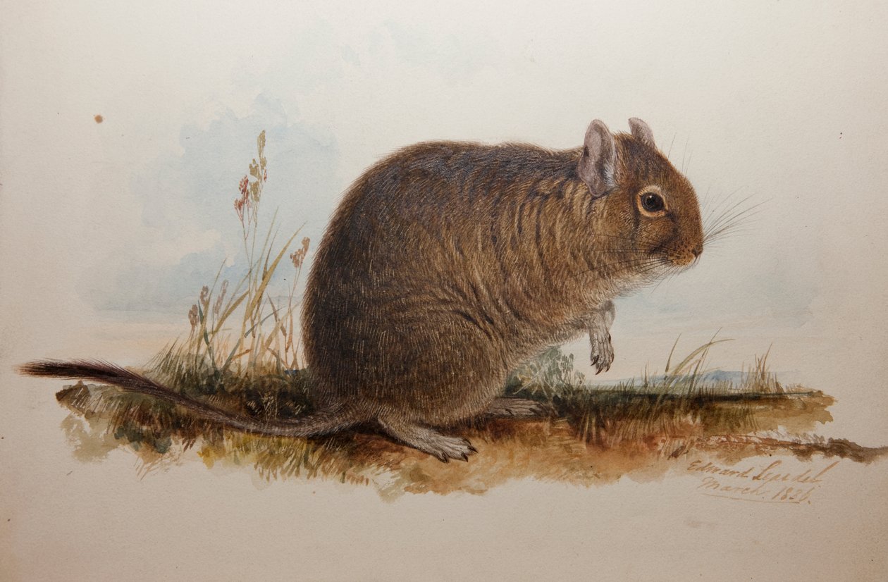 Octodon cumingii, 1836 od Edward Lear
