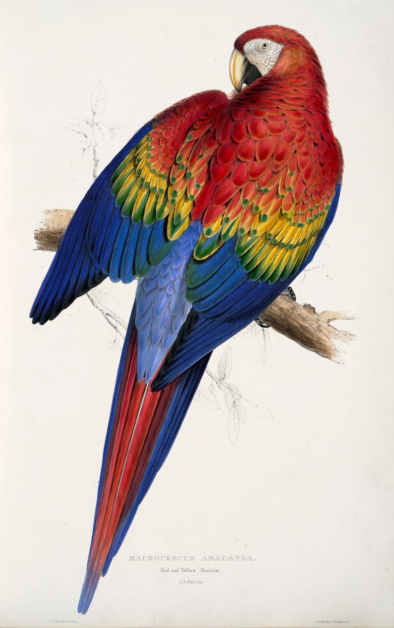 Papoušci od Edward Lear