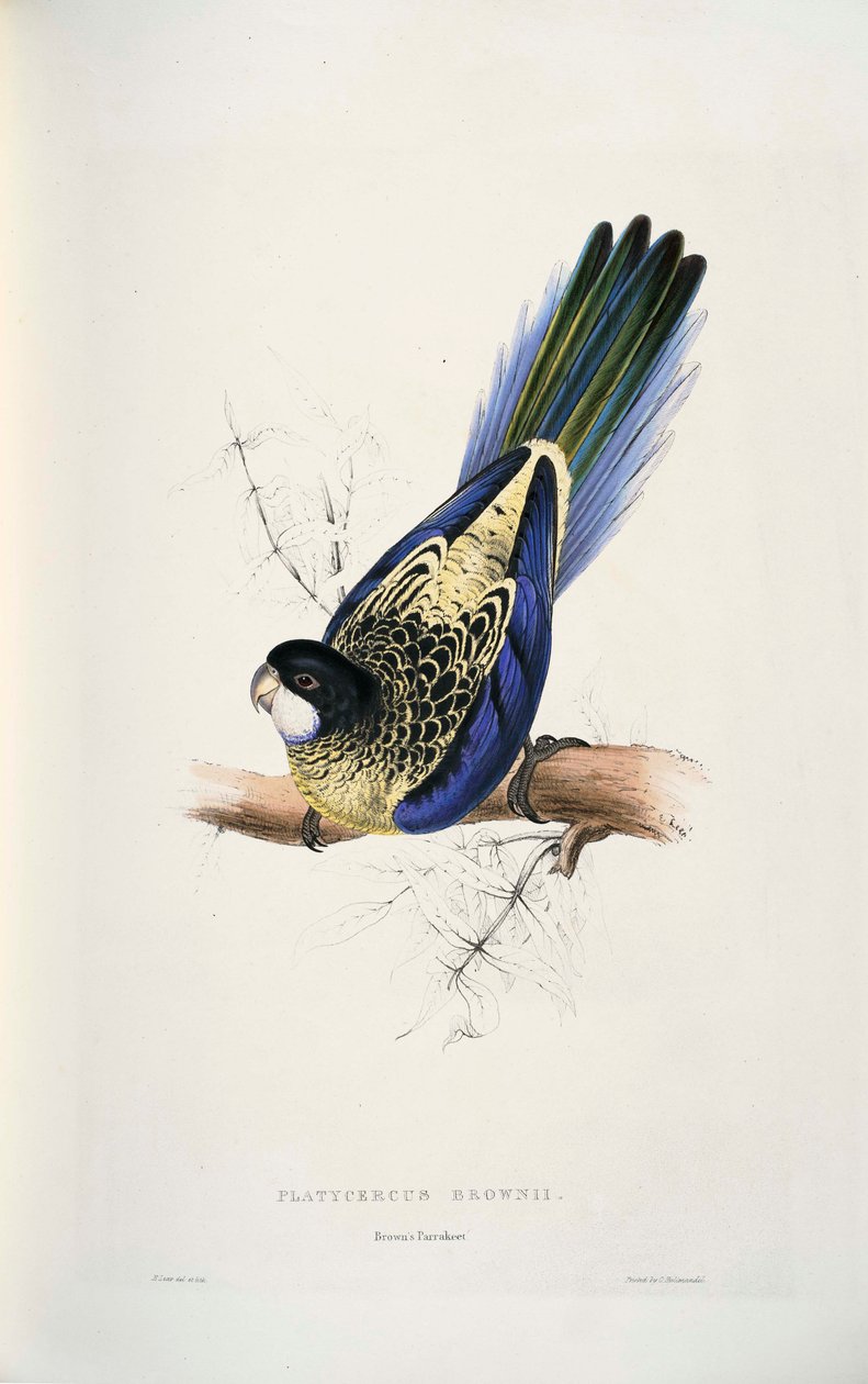 Platycercus venustus od Edward Lear