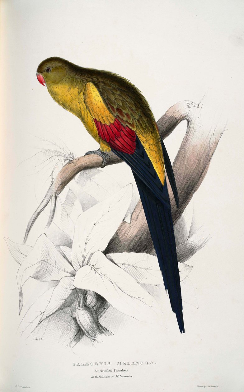 Luxusní záhon od Edward Lear