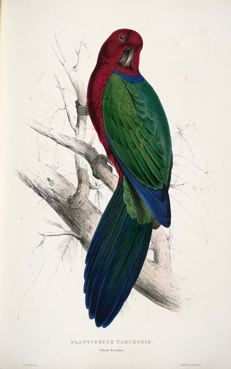 Tvář svatostánku od Edward Lear