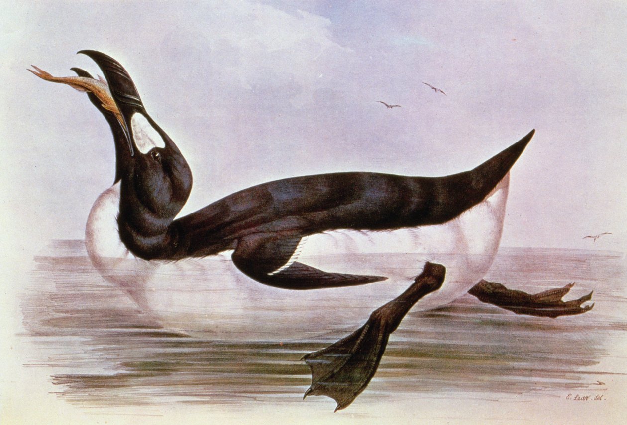 The Great Auk, ilustrace z 
