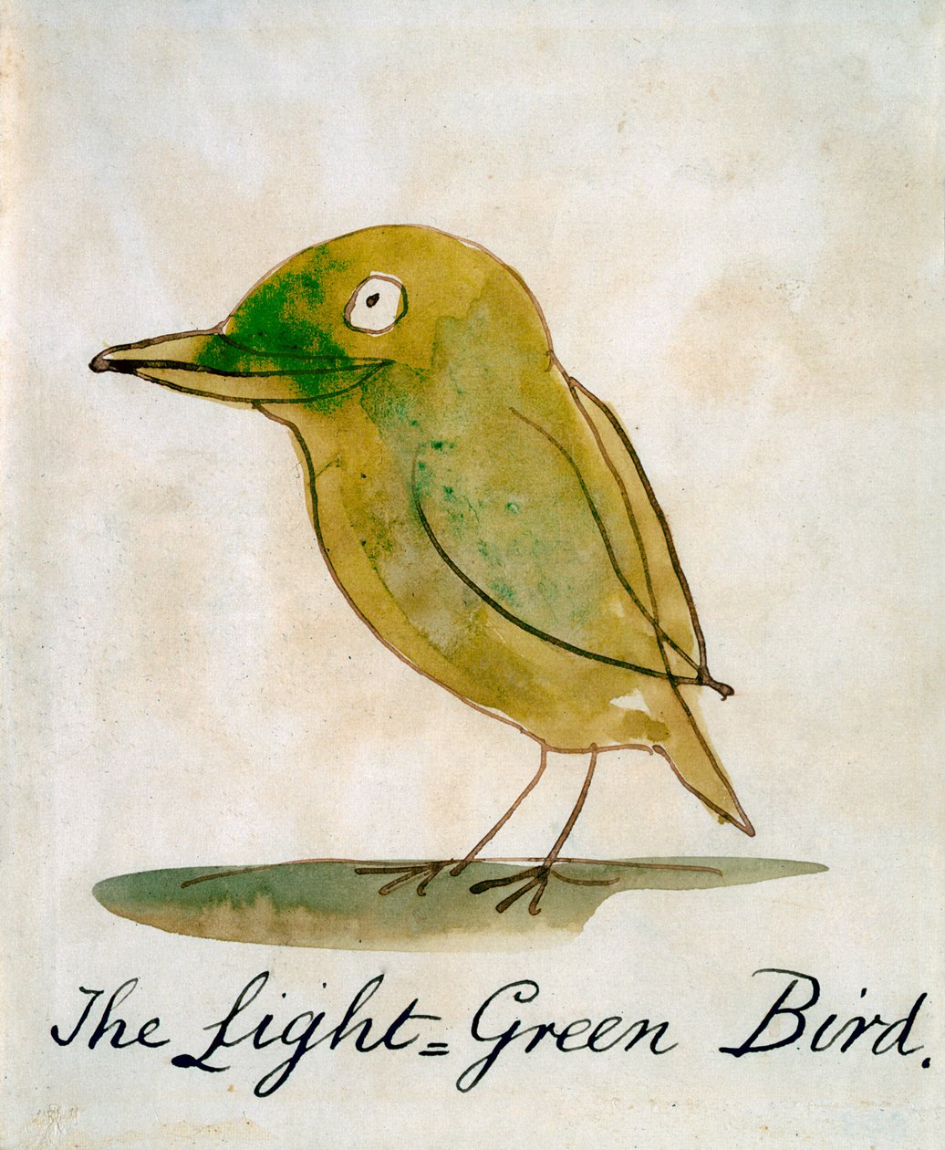 Světle zelený pták z „Šestnáct kreseb komiksových ptáků“ (pero a inkoust wc na papíře) od Edward Lear