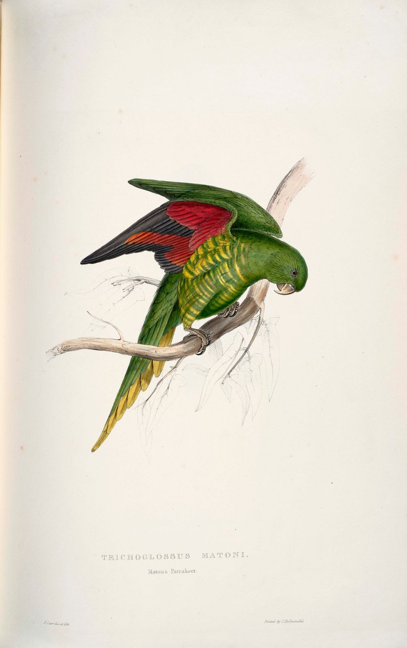 Trichoglossus chlorolepidotus od Edward Lear