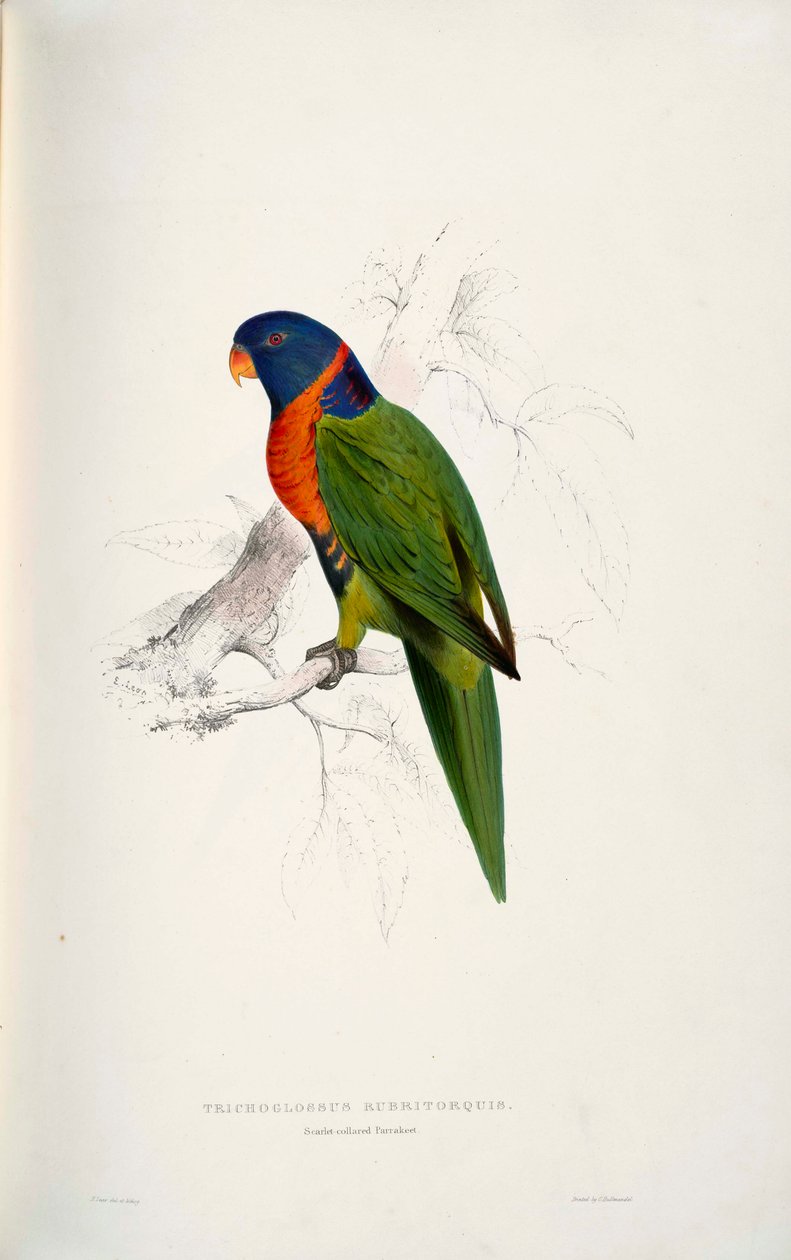 Trichoglossus rubritorquis Scarlet od Edward Lear