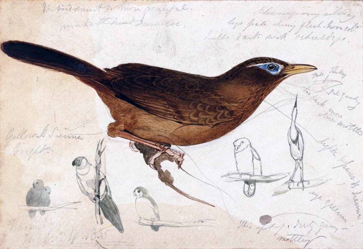 hnědý pták od Edward Lear