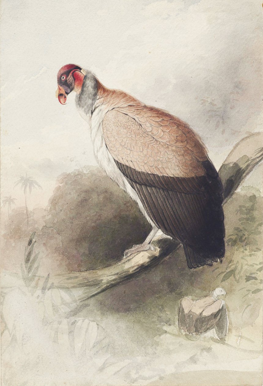 kondor od Edward Lear