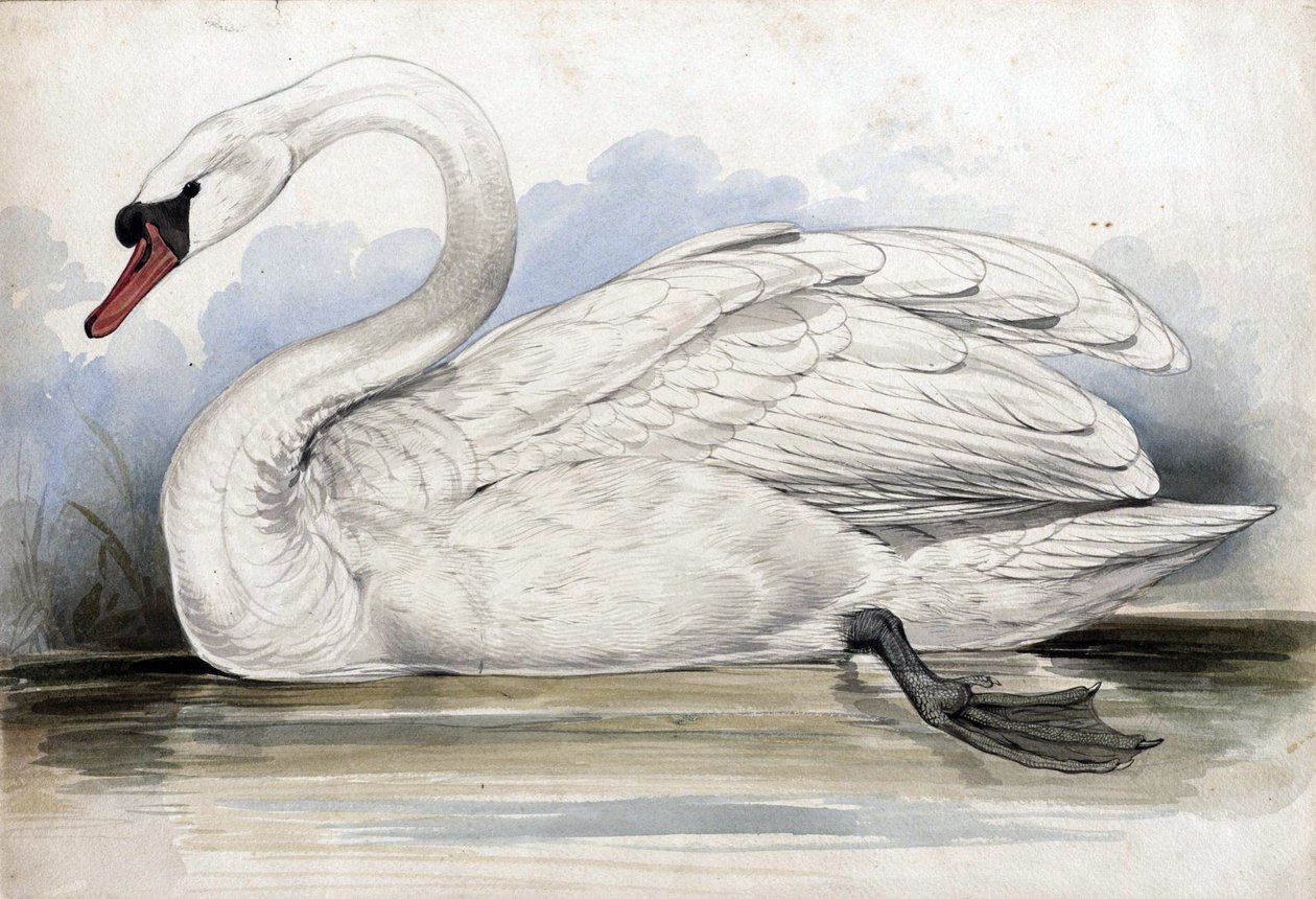 labuť od Edward Lear