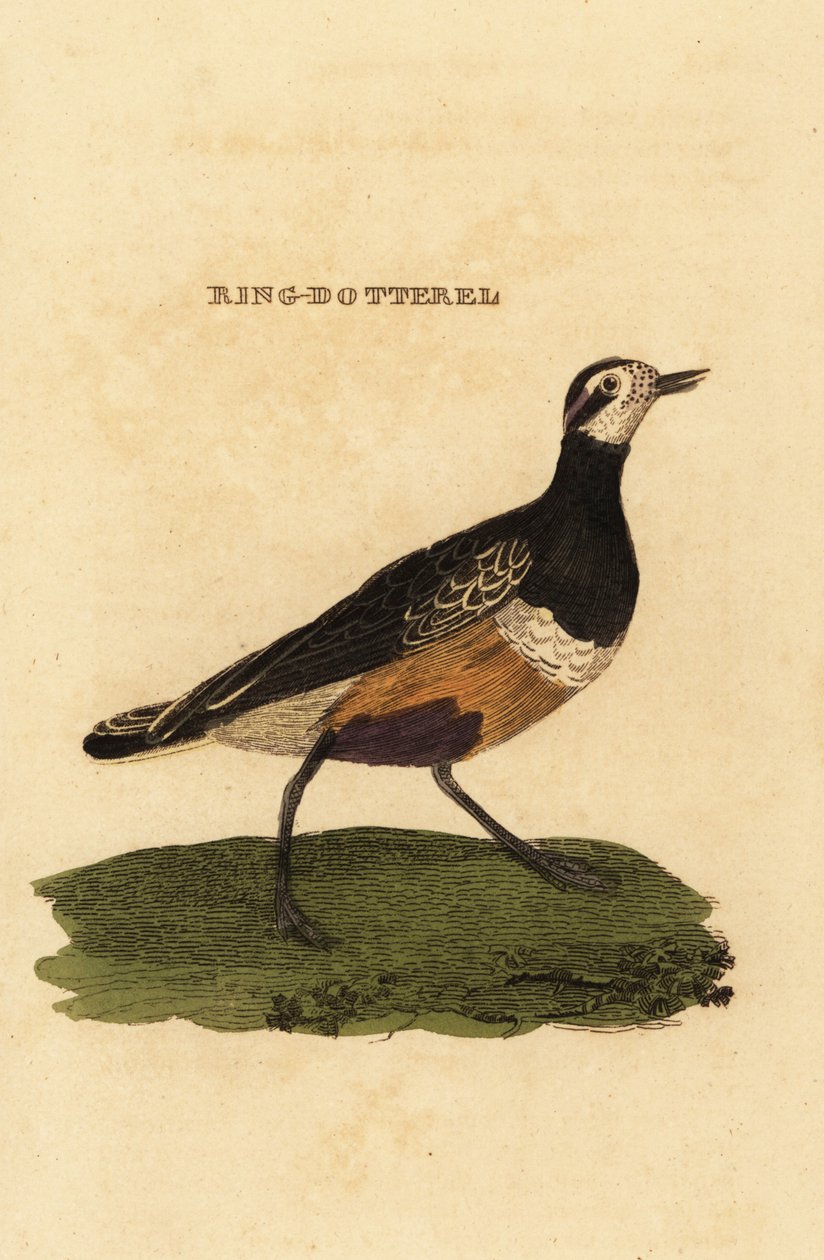 Dotterel euroasijský, Charadrius morinellus od Edward Donovan