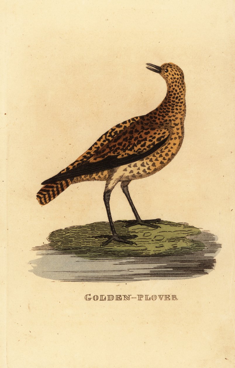 Kulík evropský, Pluvialis apricaria od Edward Donovan