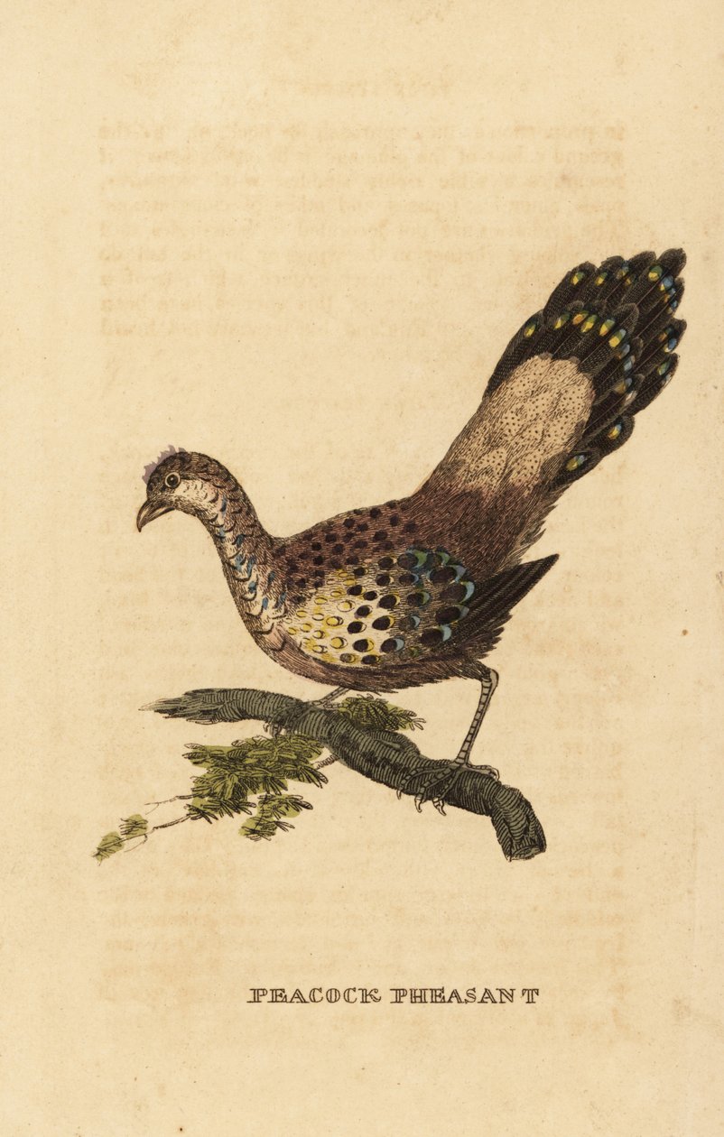 Páv-bažant šedý, Polyplectron bicalcaratum od Edward Donovan