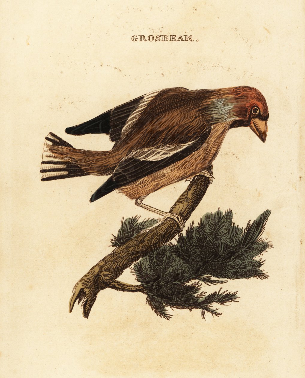 Dlask obecný, Coccothraustes coccothraustes od Edward Donovan