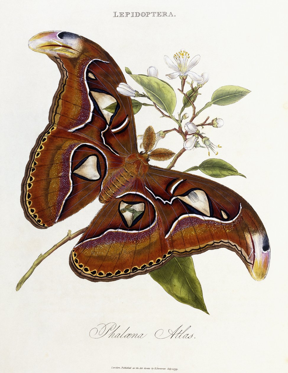 Lepidoptera: Phaloena Atlas, 1798-1799 od Edward Donovan