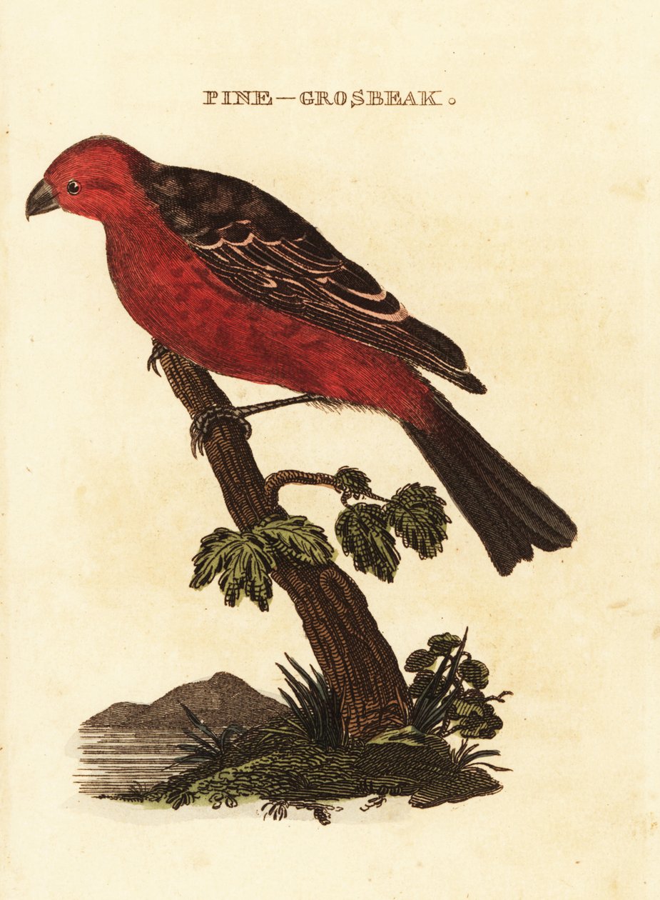 Pine grosbeak, Pinicola enucleator od Edward Donovan