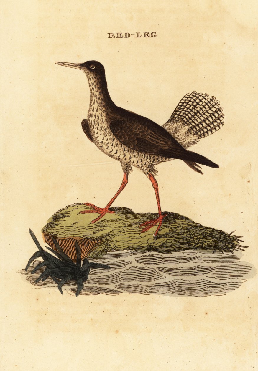 Red Shank, Tringa Totanus od Edward Donovan