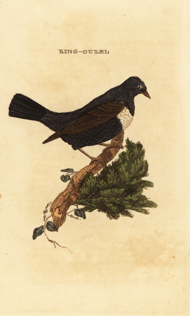 Prsten ouzel, Turdus torquatus od Edward Donovan