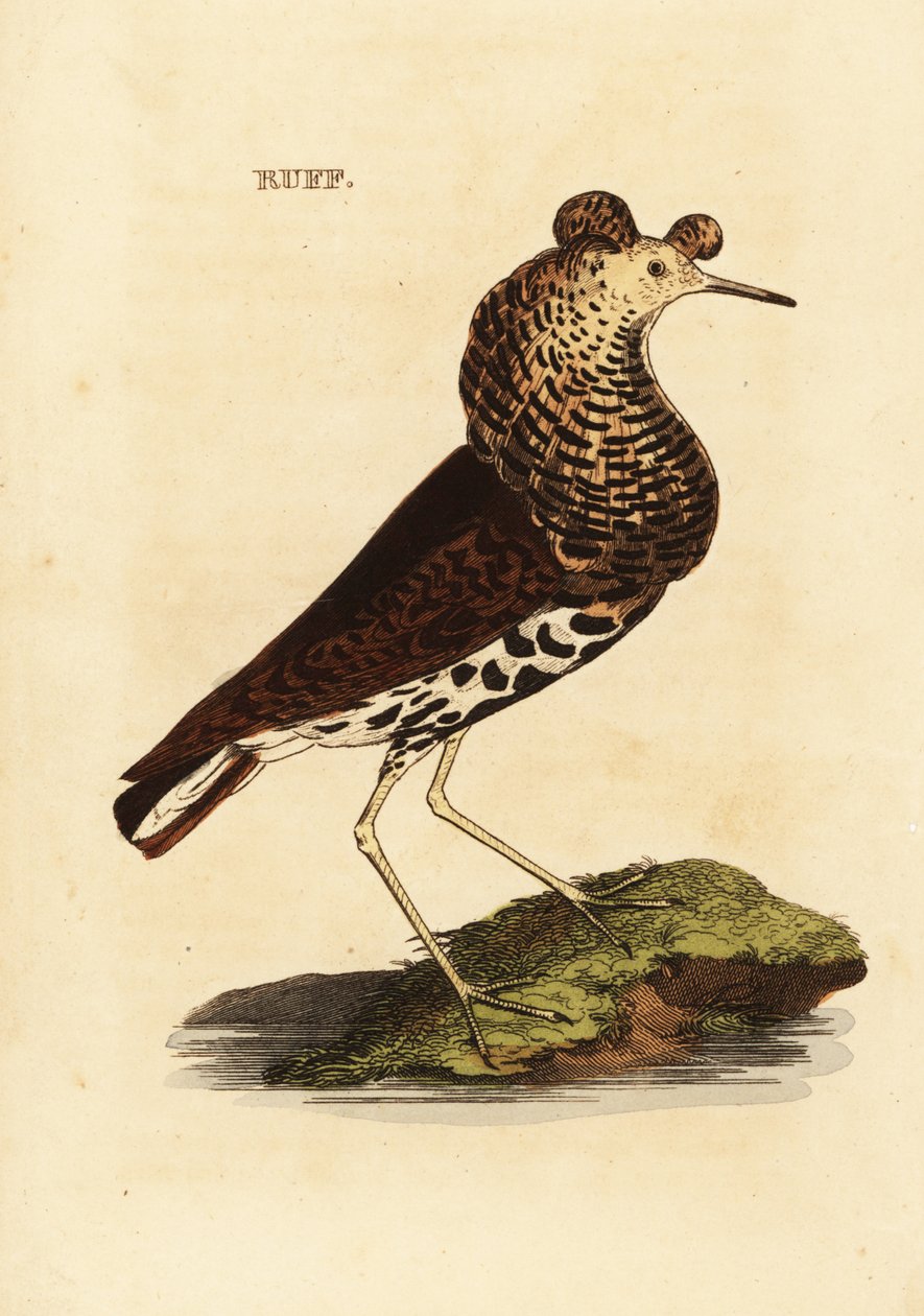 Ruff, muž, Philomachus bojovný od Edward Donovan