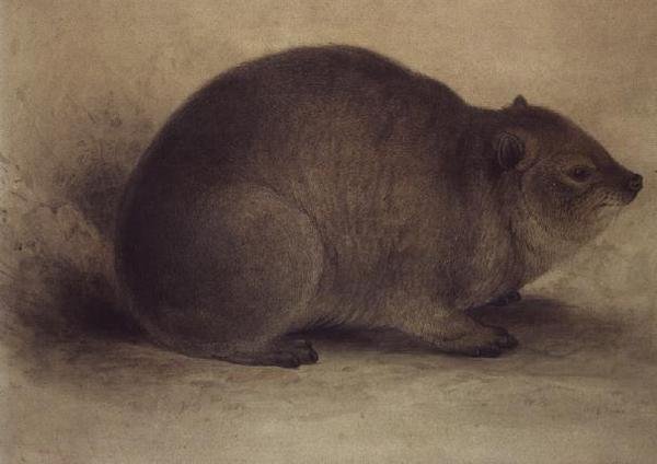 Skalní Hyrax od Edward Lear