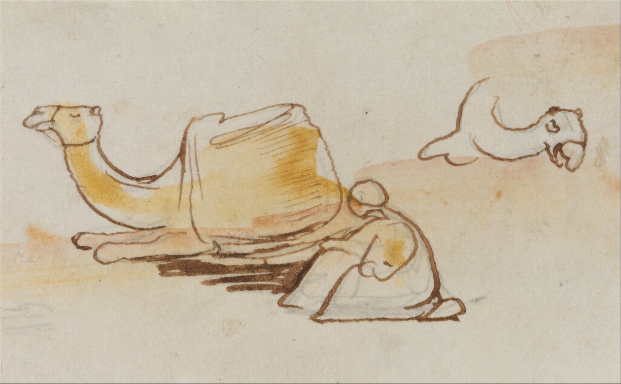 Studie o velbloudech od Edward Lear