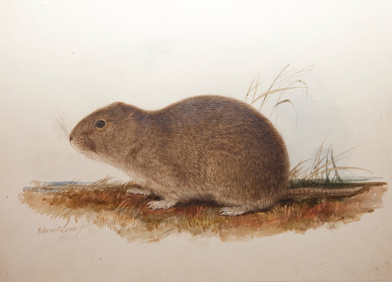 Ctenomys magellanicus, 1836 od Edward Lear