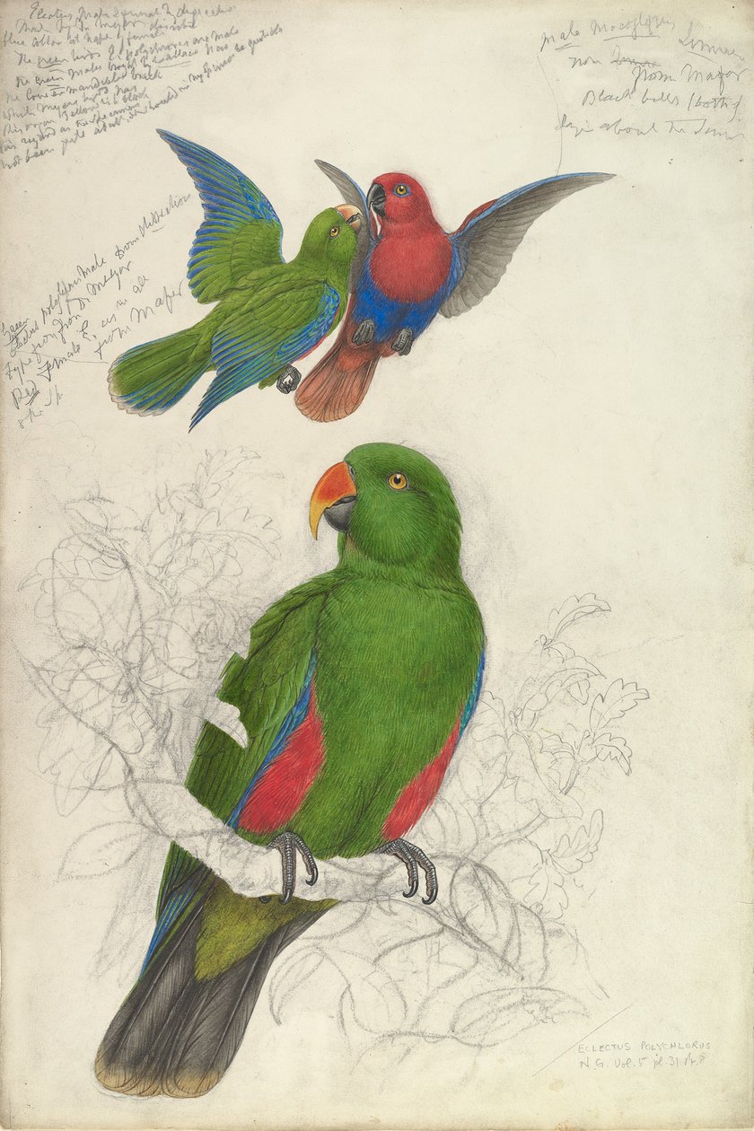 Eclectus Roratus Polychloros, ca. 1830-32. od Edward Lear