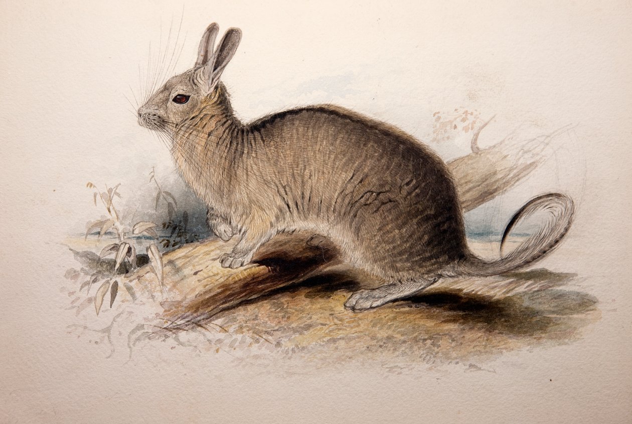 Lagotis cuvieri, 1833 od Edward Lear