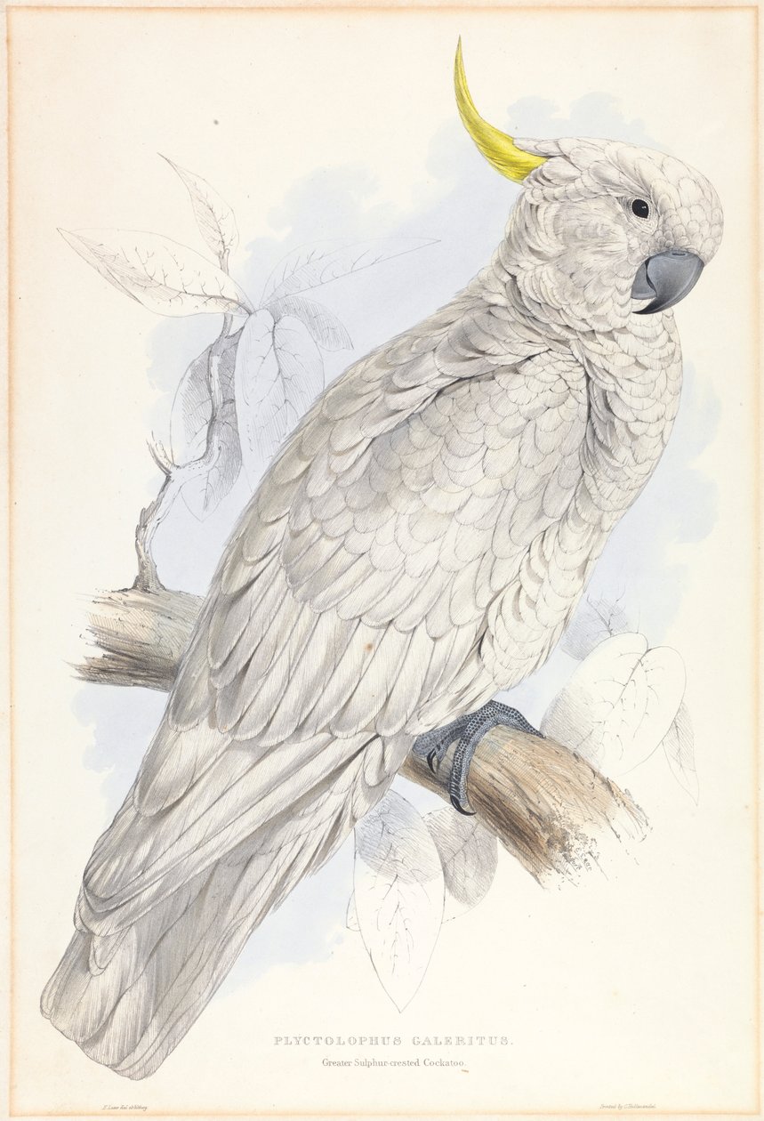 Plyctolophus Galeritus. Kakadu chocholatý velký. od Edward Lear