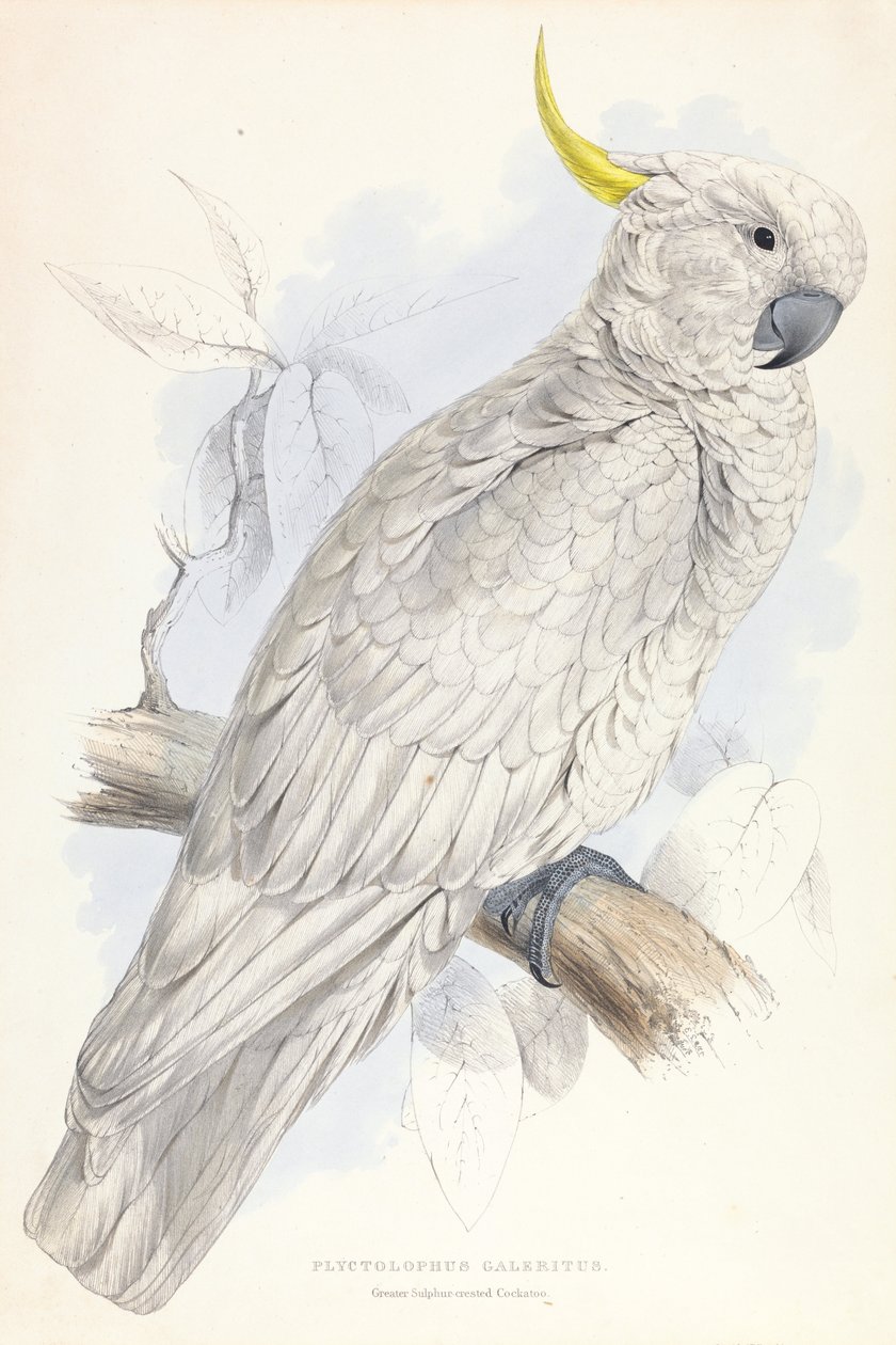 Plyctolophus Galeritus. Kakadu velký. od Edward Lear