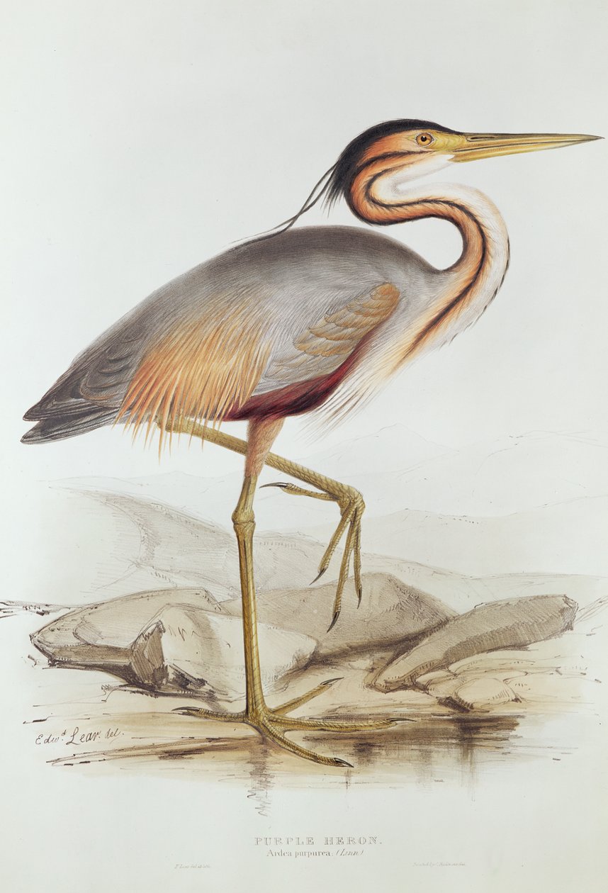 Volavka fialová (barevná rytina) od Edward Lear