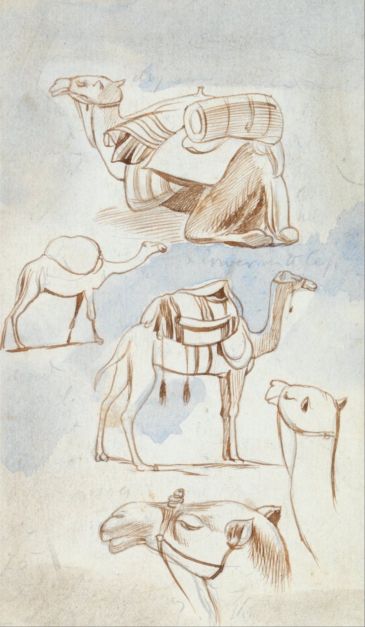 Skicové studie velbloudů od Edward Lear