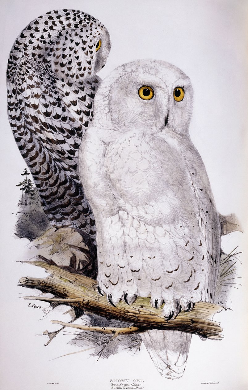 Sova sněžná, 1832-1837 od Edward Lear