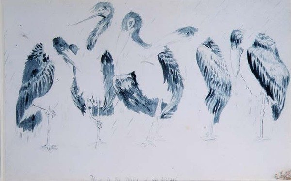 Studie čápů od Edward Lear