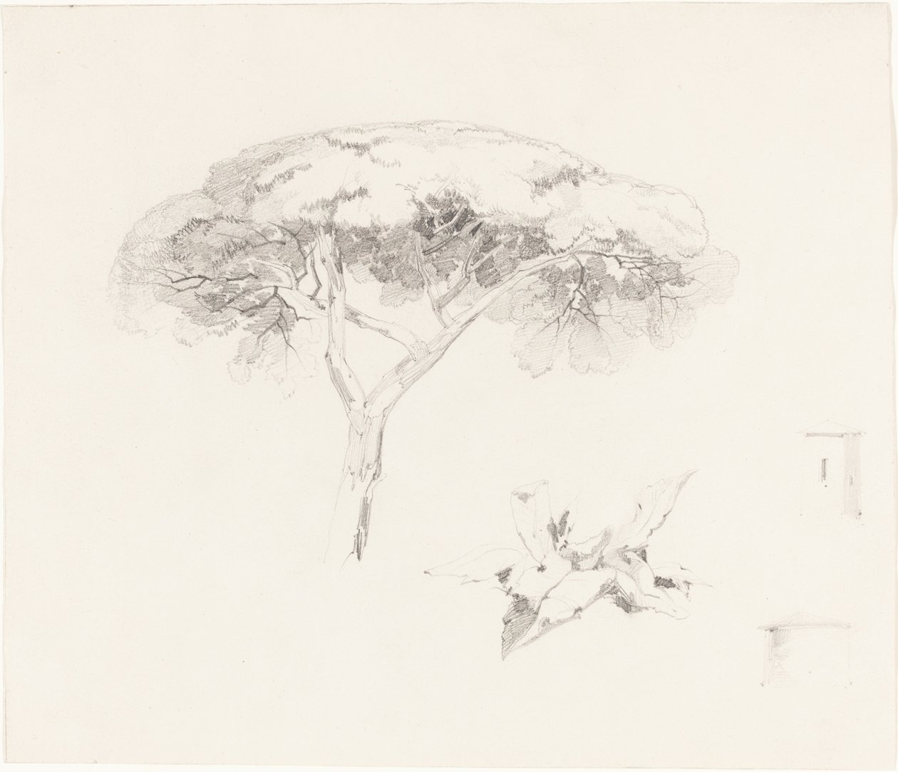 Deštníková borovice a další studie od Edward Lear