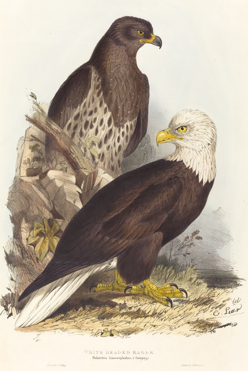 Orel bělohlavý Haliaetus leucocephalus, vydáno 1832-1837. od Edward Lear