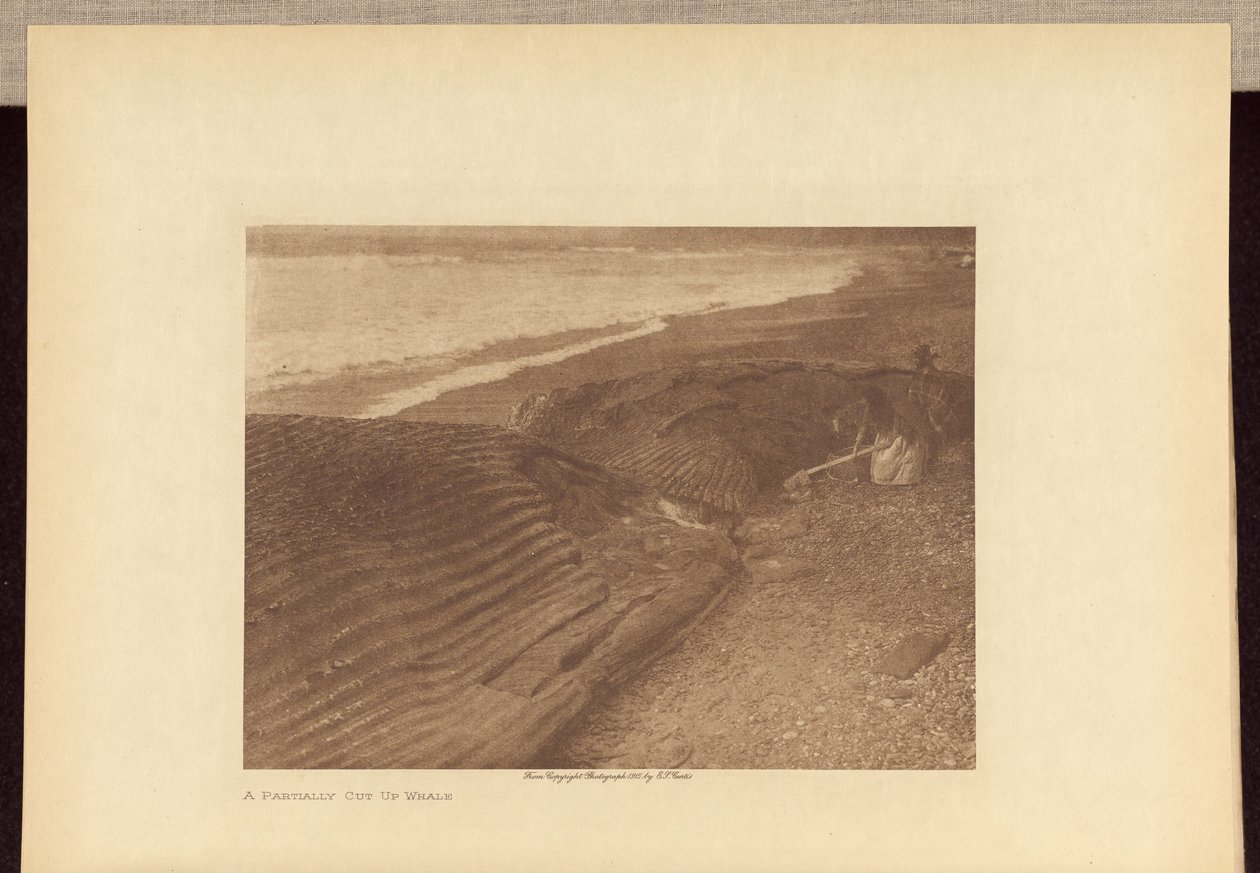 Částečně rozřezaná velryba od Edward S. Curtis