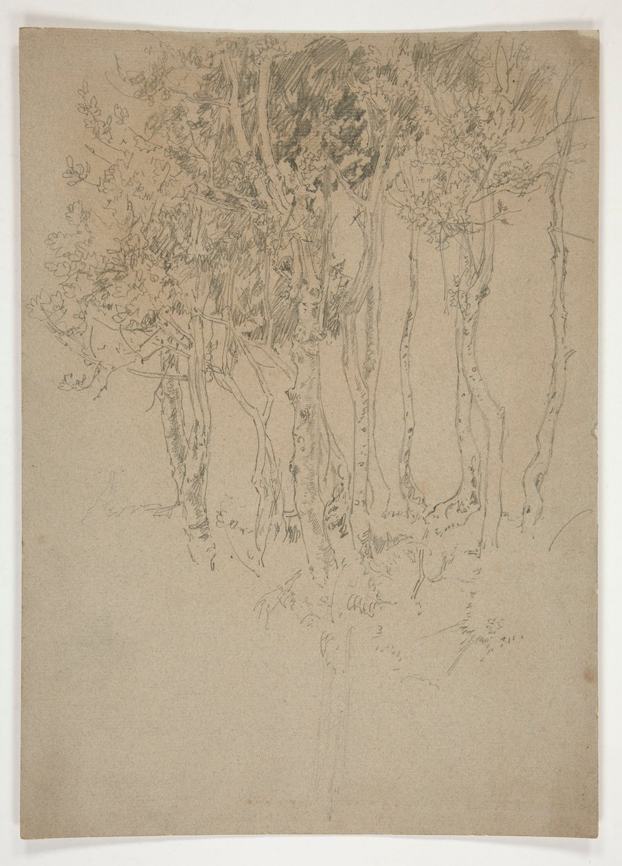Náčrt háje stromů od Edwin Austin Abbey