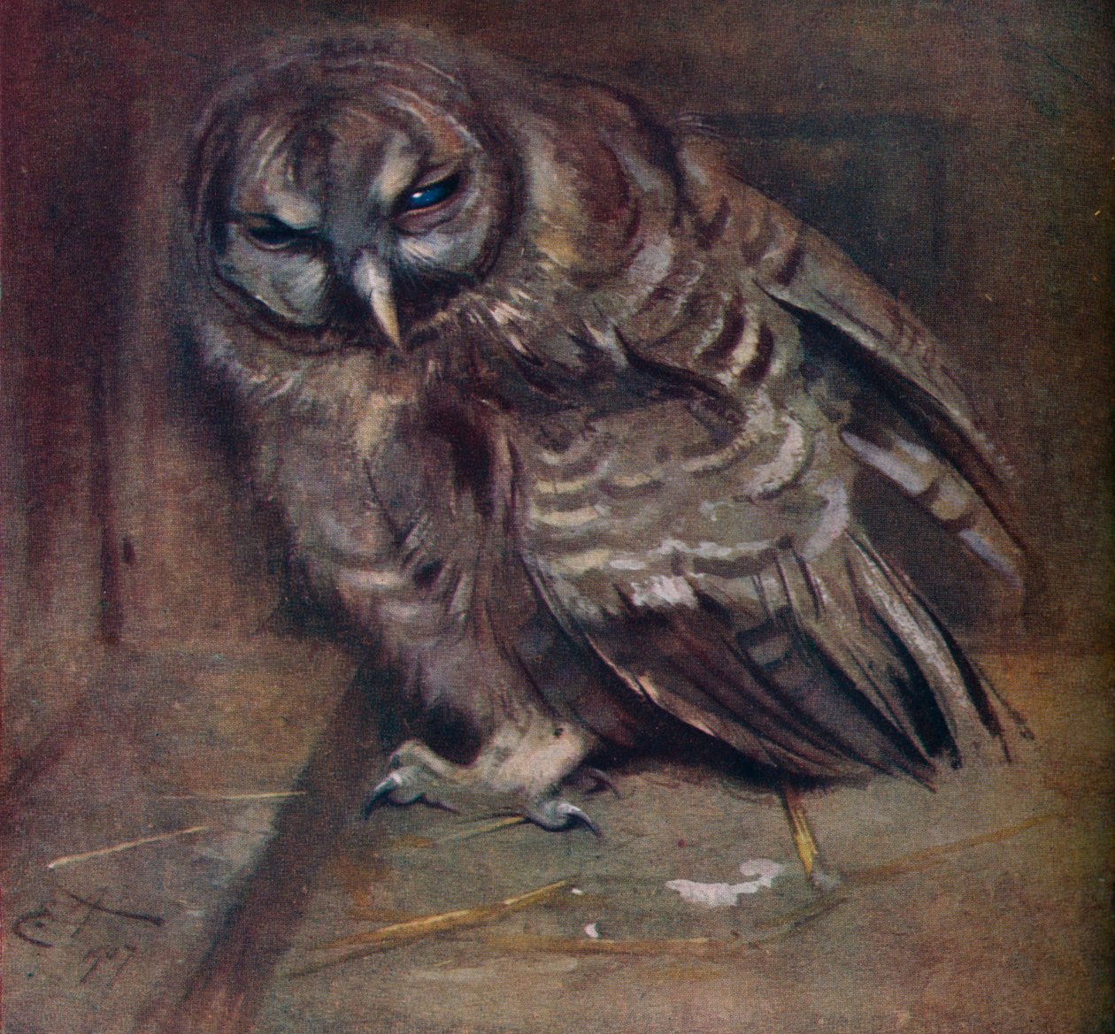 Mladá hnědá sova, 1907 od Edwin John Alexander