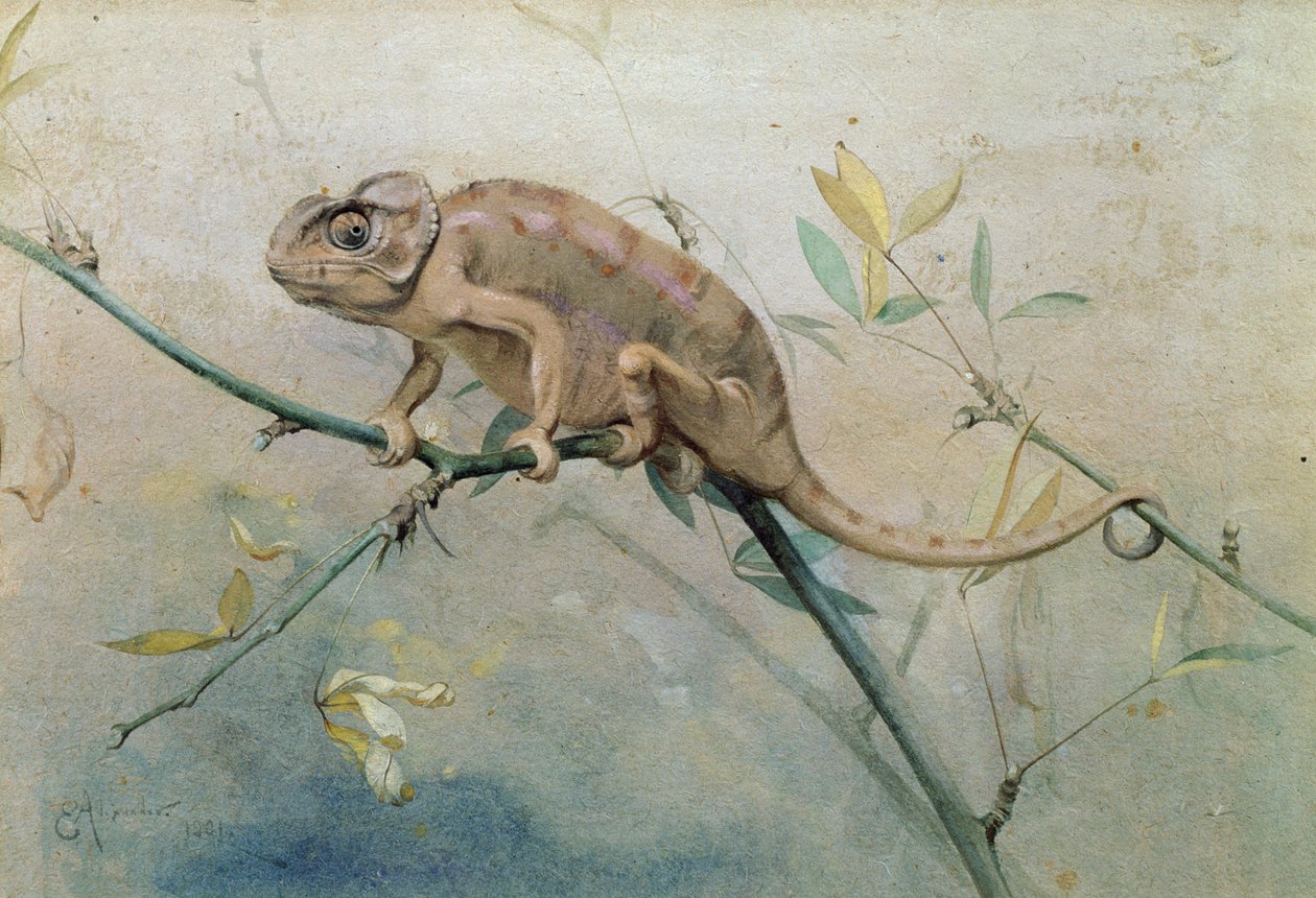 Chameleon, 1901 (wc na papíře) od Edwin John Alexander