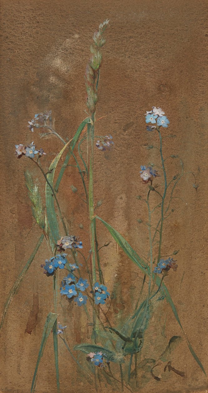 Forget-Me-Not (akvarel na hnědém papíře) od Edwin John Alexander