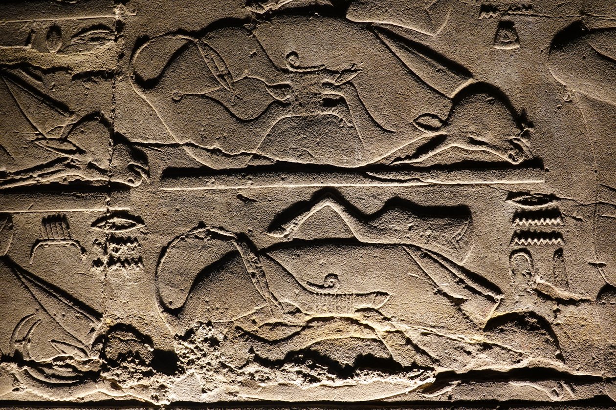 Luxorský chrám: Obětované krávy (reliéf) od Egyptian Egyptian