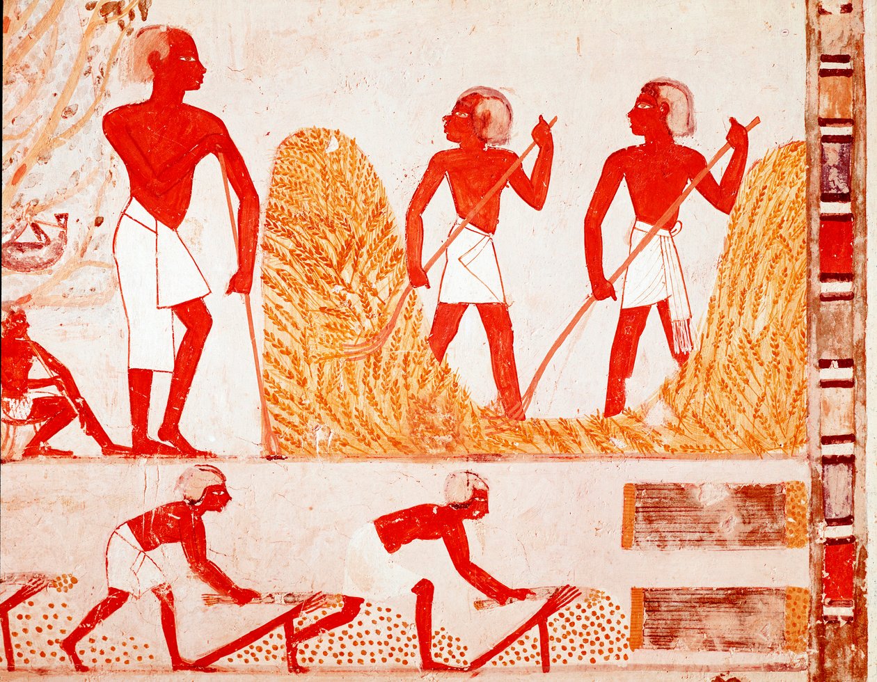 Scéna sklizně ve starověkém Egyptě (Fresco od Egyptian Egyptian