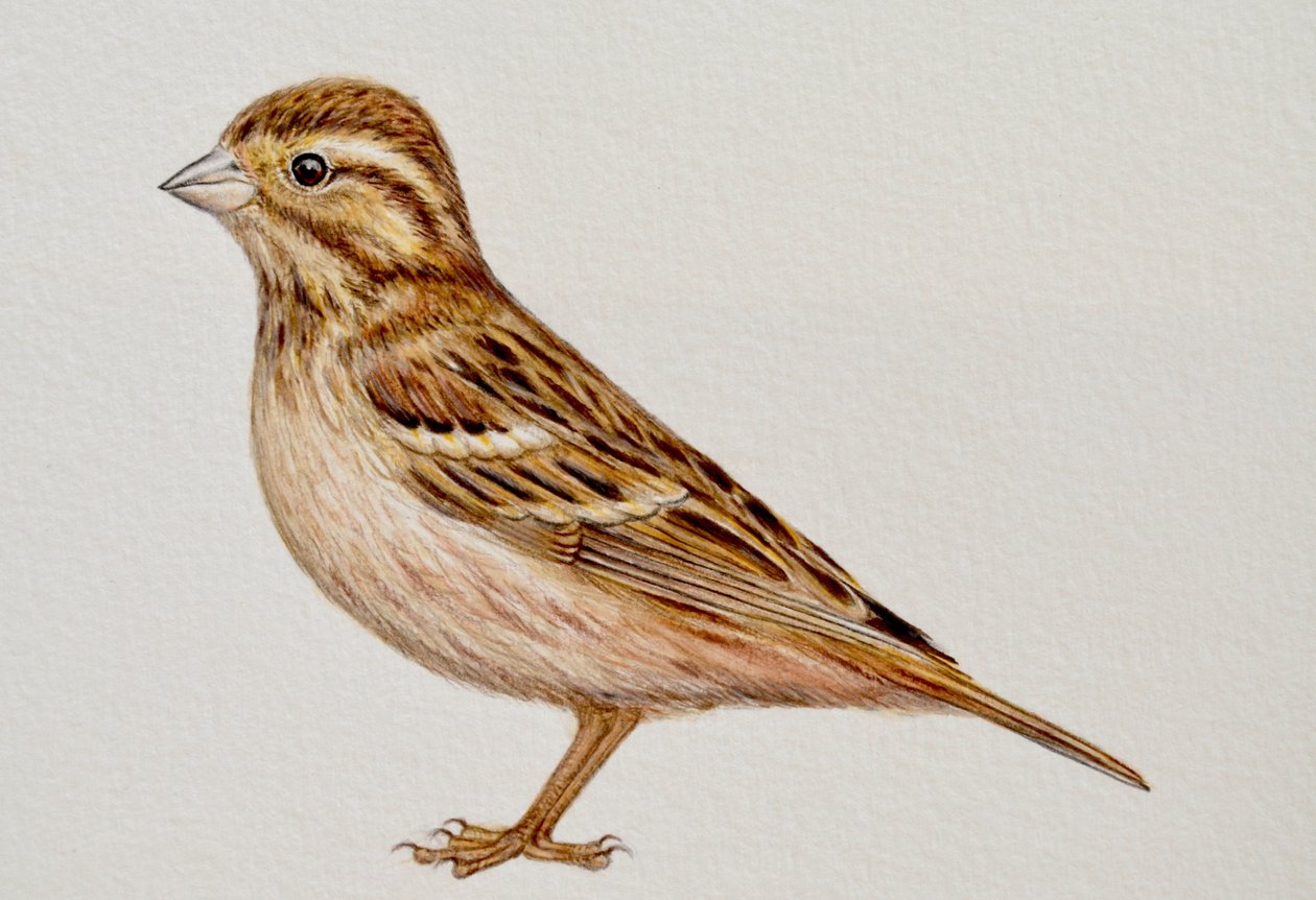 Reed Bunting, 2023 od Eleanor Grafton