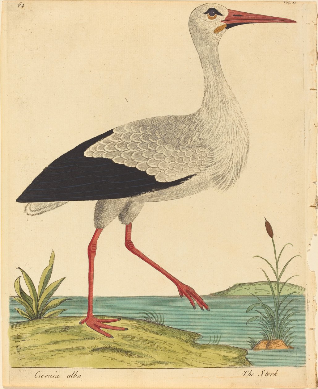 Čáp (Ciconia Alba) od Eleazar Albin