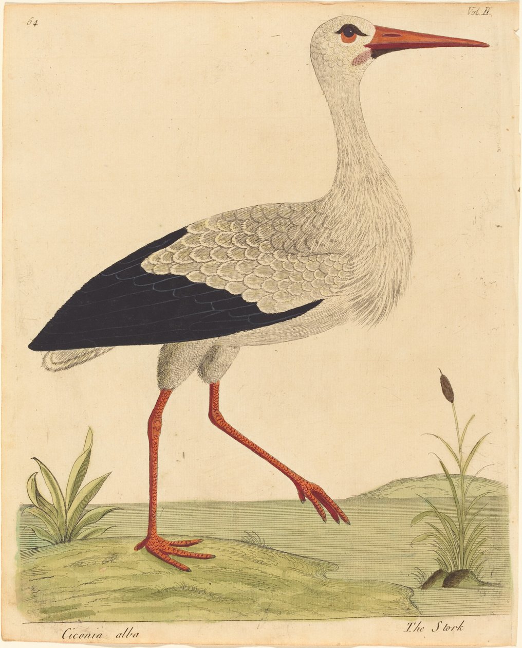 Čáp (Ciconia Alba) od Eleazar Albin