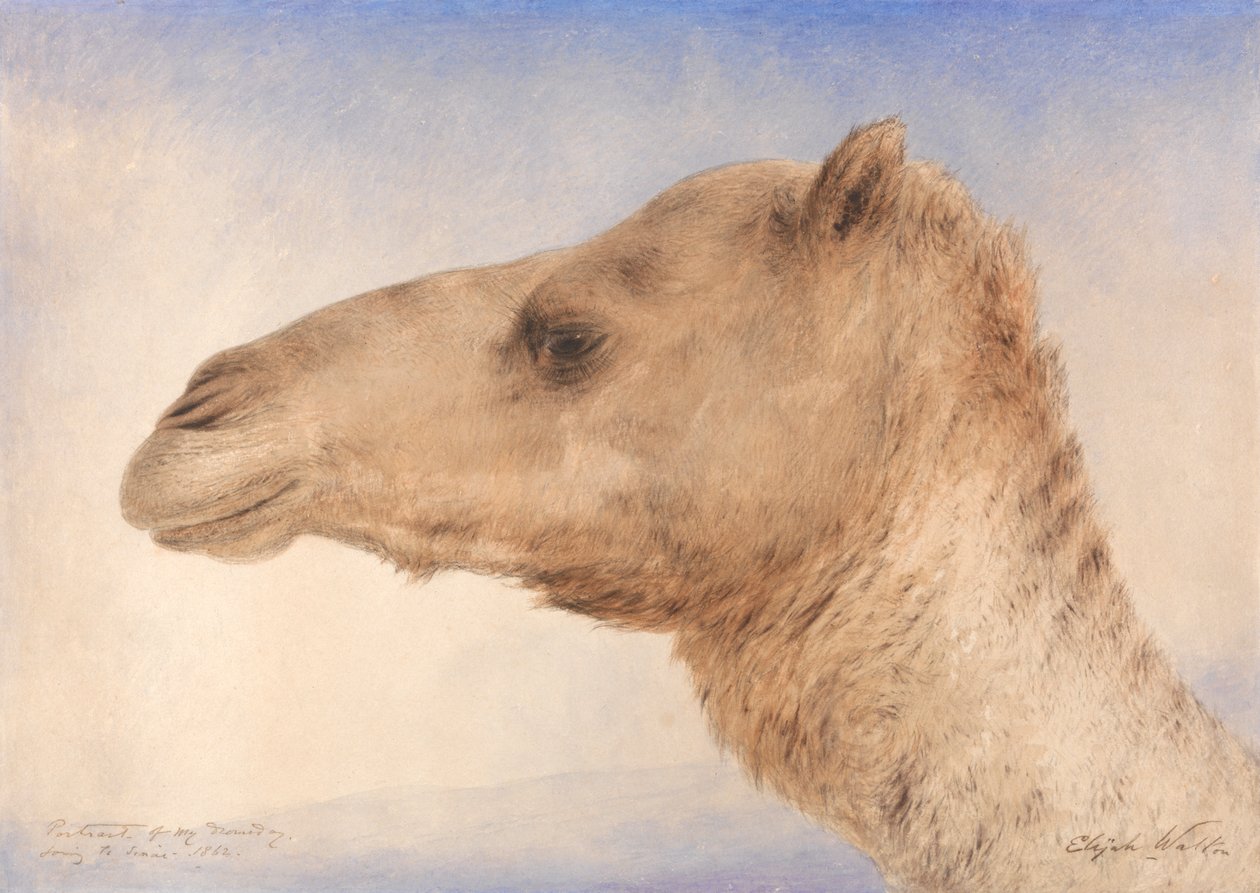 Portrét umělce Dromedary od Elijah Walton
