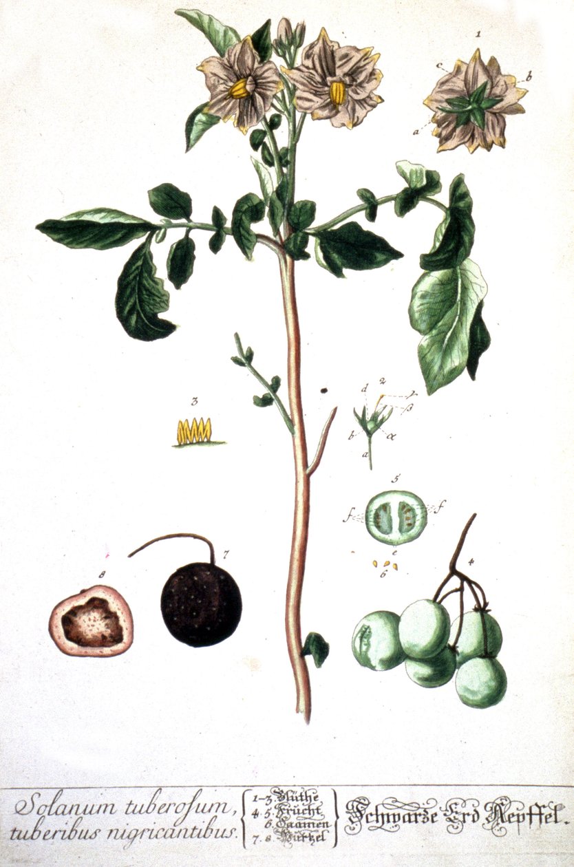 Brambory, 1737 od Elizabeth Blackwell