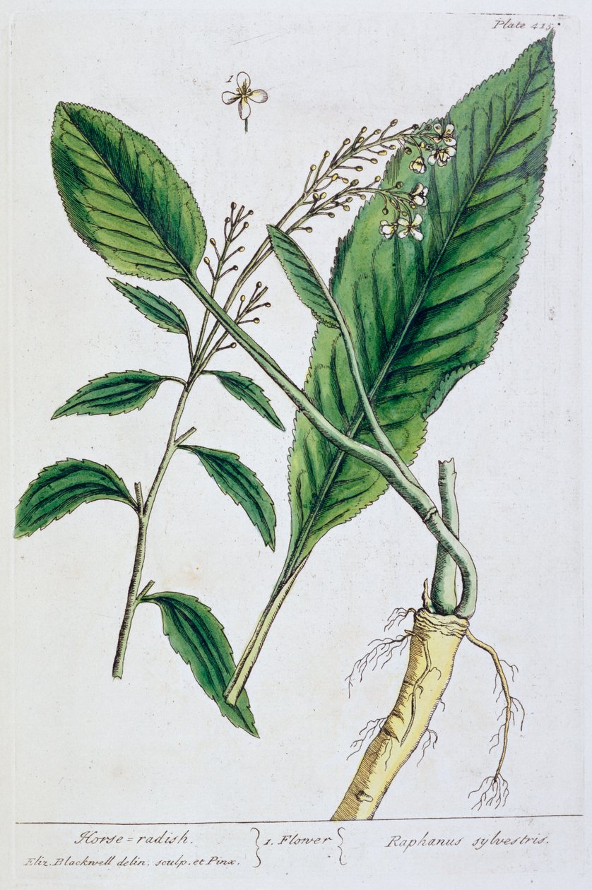 Křen, 1782 od Elizabeth Blackwell