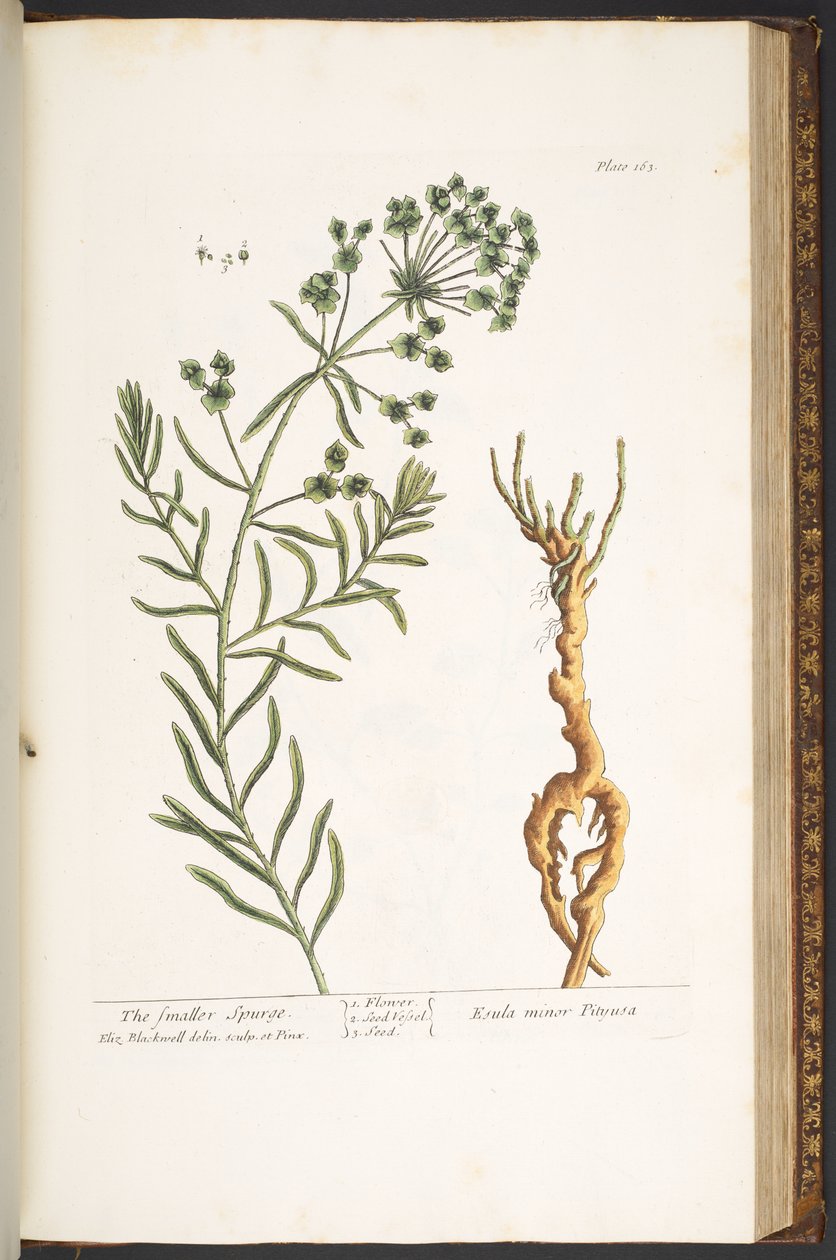 Talíř 163, z 