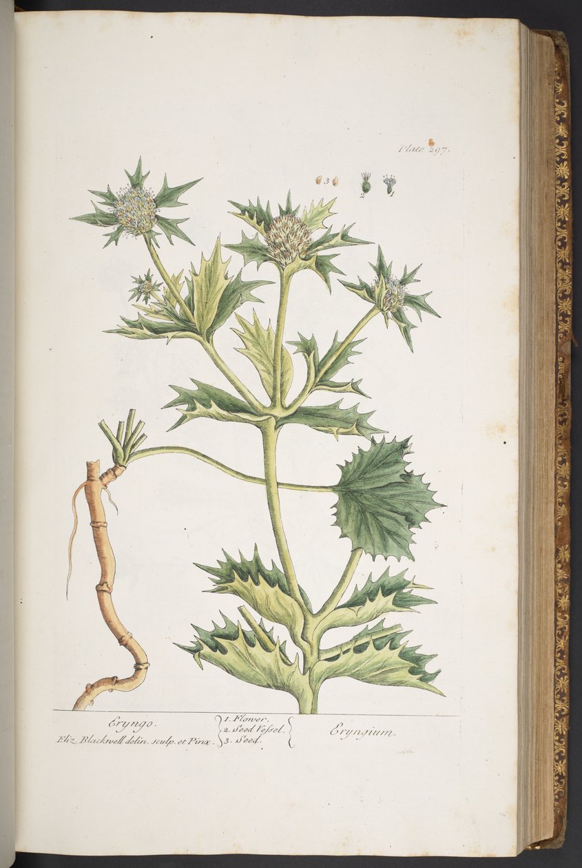 Talíř 297, Eryngo, z 